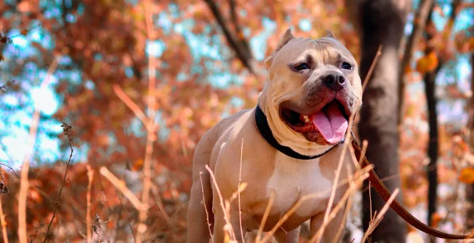 Ritrovato Weiss, il cane scomparso